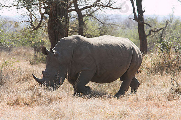 白色犀牛钇模拟放牧南非洲