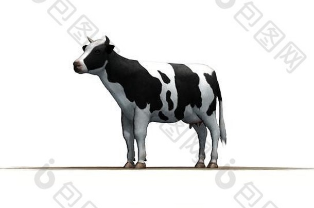 牛分离白色背景