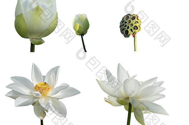 收集集新鲜的白色莲花花瓣隔离在白色背景上。近距离聚焦美丽的白莲花正在绽放