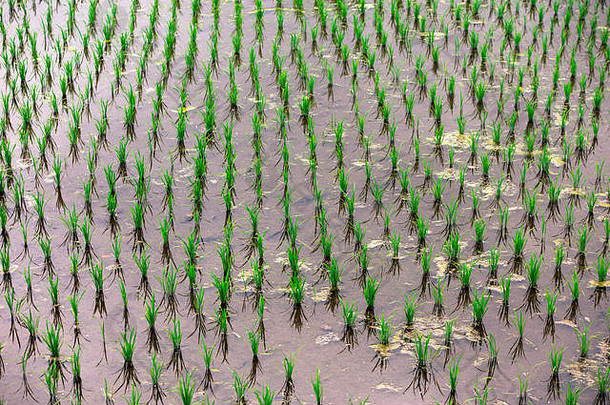 日本川口湖附近农村农业景观中的幼龄稻田视图