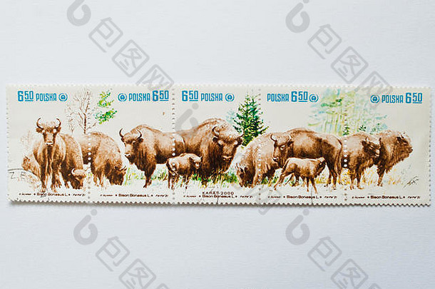 乌兹戈罗德，乌克兰——大约2016年5月：波兰印刷的邮票集显示了大约1981年的祖布尔牛