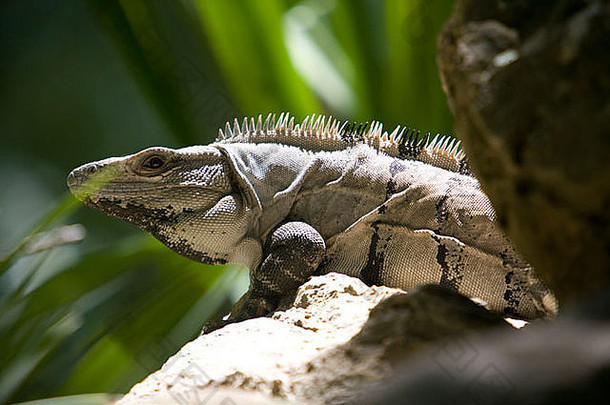 墨西哥梅里达的鬣蜥