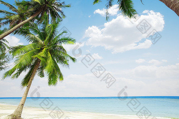 美丽的热带海滩景色，周围有棕榈树