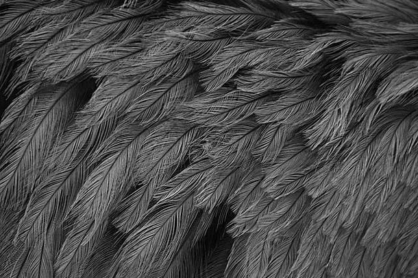 特写镜头土卫五羽毛灰色羽毛更大的土卫五灰色的背景黑色的白色印象StruthioCamelus也毛茸茸的破烂的