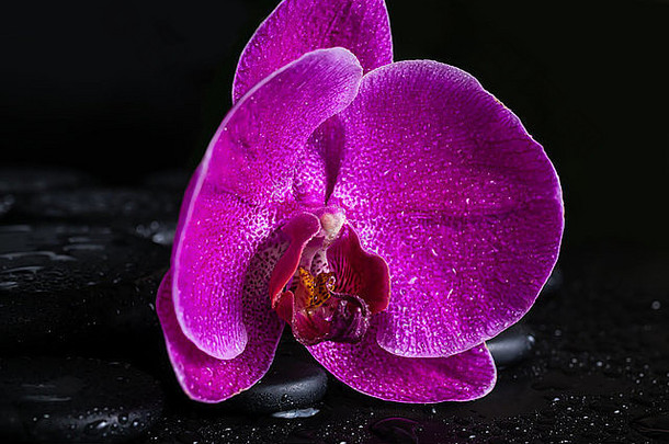 水疗中心生活美丽的深紫色的花兰花蝴蝶 兰Zen石头滴黑色的背景特写镜头