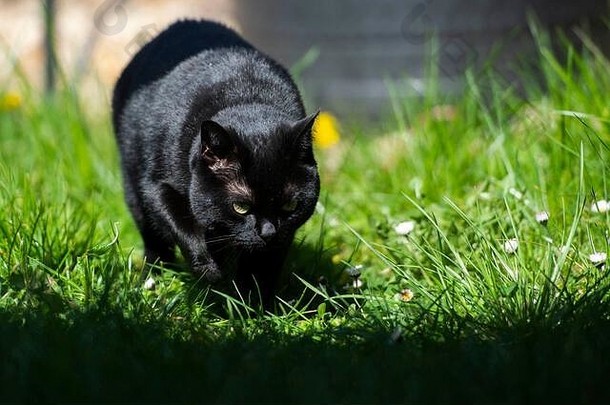 猫查理在禁闭中探索花园