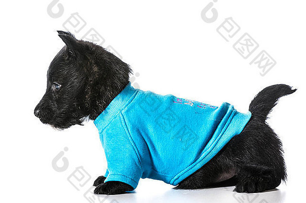 苏格兰梗小狗，穿着白色背景上隔离的蓝色狗毛衣