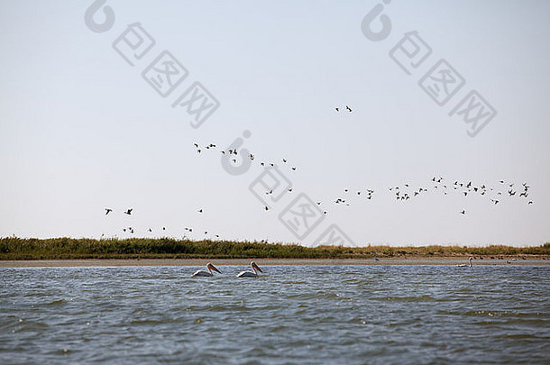 飞越罗马尼亚多瑙河三角洲景观的珍稀鸟类