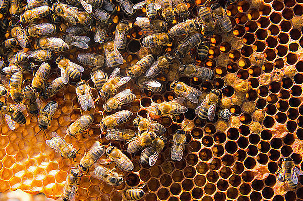 忙蜜蜂关闭视图工作蜜蜂蜂窝蜜蜂关闭显示动物蜂窝结构