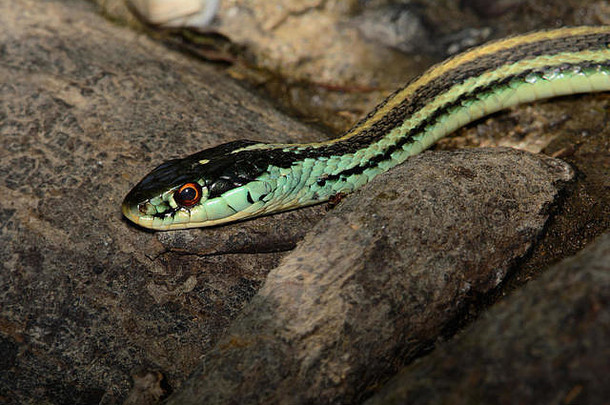 普通的加特蛇（Thamnophis sirtalis）伸展到岩石上。绿黄相间的条纹