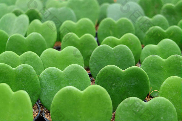 排充满活力的绿色lucky-heart球兰凯瑞植物关闭背景