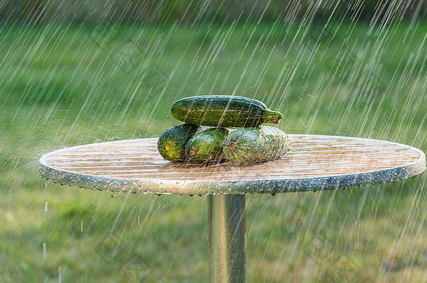 西葫芦和夏雨。这张照片是在离基辅不远的一个花园里拍的。