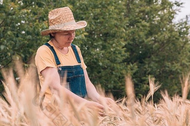 女农工农艺师在耕地上检查成熟的大麦作物