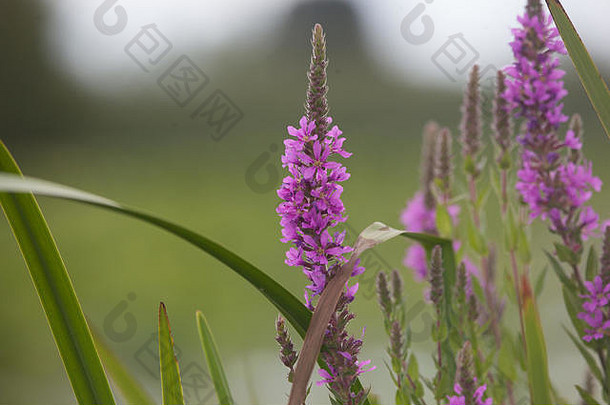 一种<strong>入侵物种</strong>——紫线菊