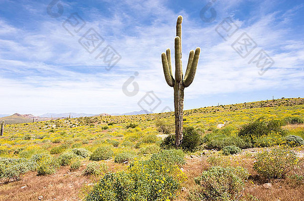 亚利桑那沙漠中的一株仙人掌被黄色的野花包围着。