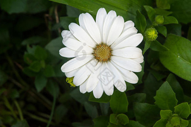 许多白色花瓣形成对称