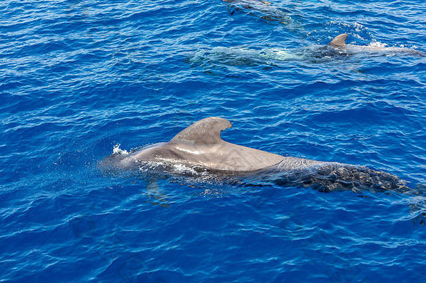 集团飞行员鲸鱼大西洋海洋tenerife金丝雀岛屿鲸鱼