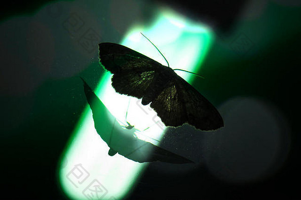 反射在镜子上的蛾子，背景为绿光。