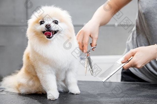 专业美容师用剪刀和剪刀剪头发微笑小狗波美拉尼亚·斯皮茨