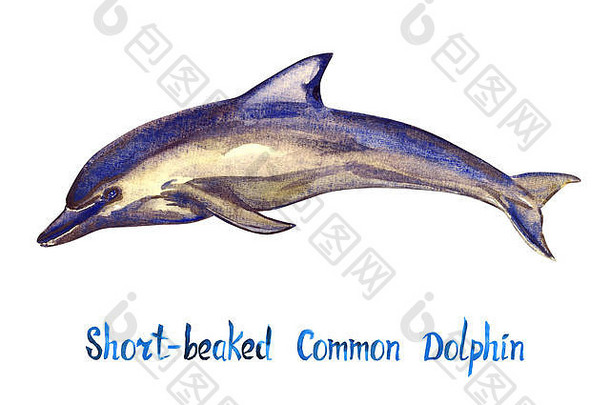 short-beaked常见的海豚孤立的白色背景手画水彩插图手写的登记