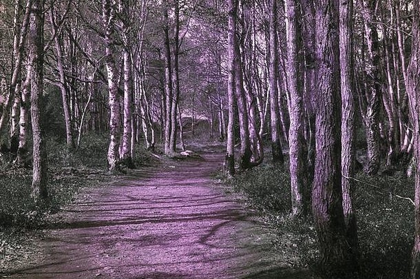 斯道拉阿蒙德岛上的紫外线森林