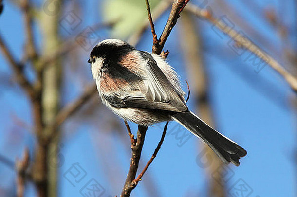 一只长尾山雀（Aegithalos caudatus）在冬季阳光下的详细特写镜头（一系列30多张图片）