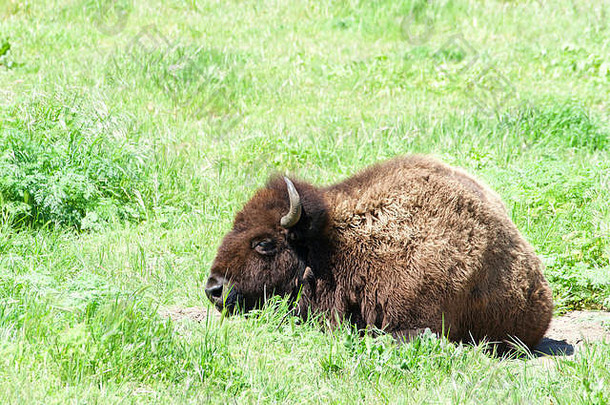 刮风天躺在绿草中的美洲野牛。也通常被称为美洲水牛或简单的水牛，曾经在广阔的北美漫游
