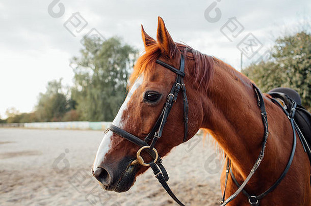 一匹棕色<strong>马</strong>的肖像。牧场上的<strong>马</strong>。