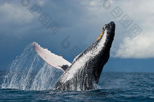 座头鲸鲸鱼跳跃水马达加斯加玛丽的岛优秀的插图