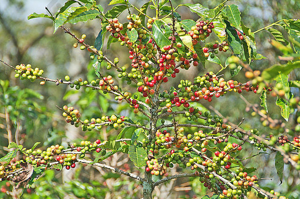 Buquete Chiriqui，巴拿马，中美洲，2007年。生长在咖啡树/灌木中的咖啡豆。