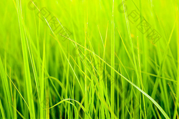 图像新鲜的绿色草