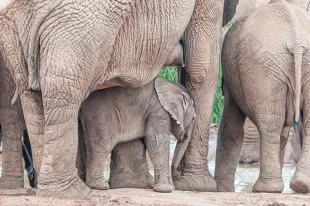 一头小象，非洲象，在它母亲的两腿之间。母亲的乳头是可见的