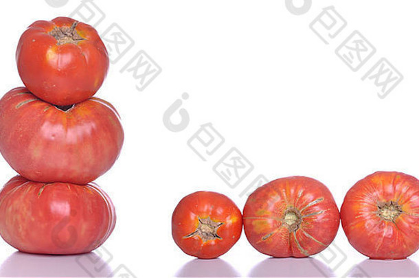 生物西红柿