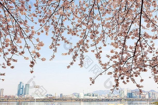 韩国首尔汉江畔盛开的樱花树。