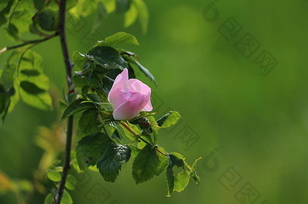 光粉红色的玫瑰蔷薇属金属布鲁姆美丽的绿色散景Copyspace