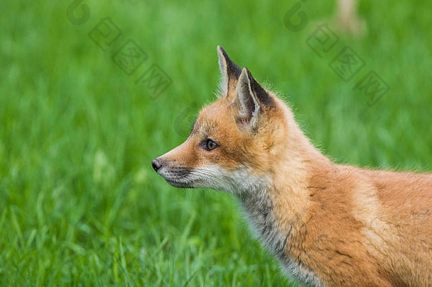 可爱的婴儿狐狸春天