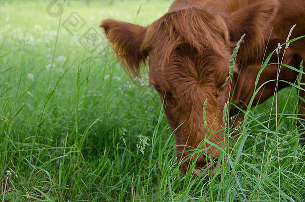 棕色（的）牛吃草场夏天农场