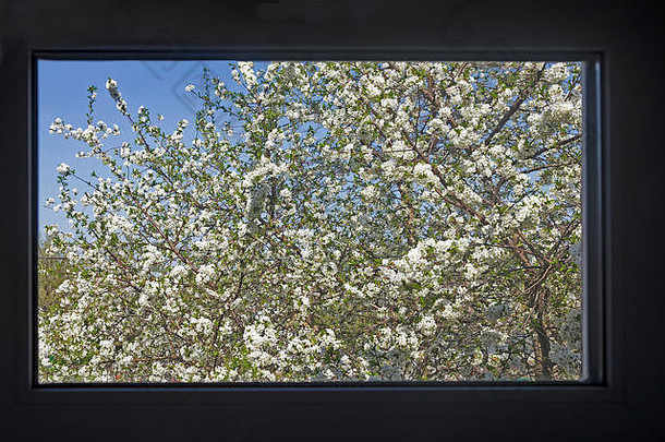 室外景观：在窗户的背景上，樱花盛开，开满了白花。