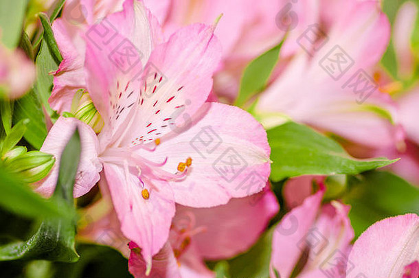 鲜花市场上美丽的粉色百合花特写镜头
