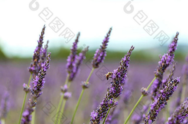 薰衣草花特写镜头蜂蜜蜜蜂散景自然传粉者昆虫可持续发展的农业字段普罗旺斯法国