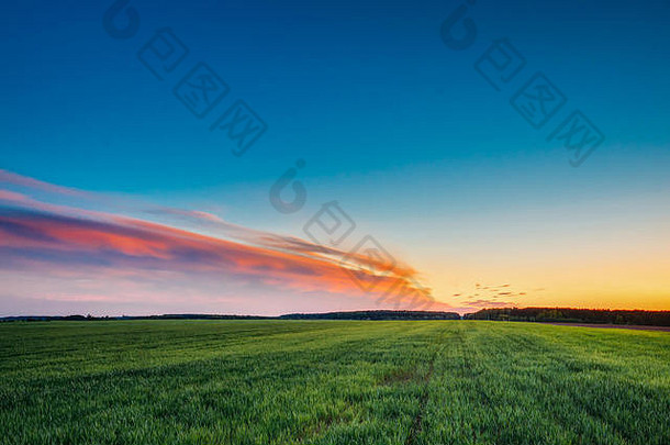 在日落或日出时，在风景秀丽的<strong>夏日</strong>五彩<strong>缤纷</strong>的天空下，春天田野里的绿色小麦幼苗景观。农业农村景观。