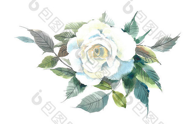 盛开的嫩白玫瑰。水彩花。水彩背景。