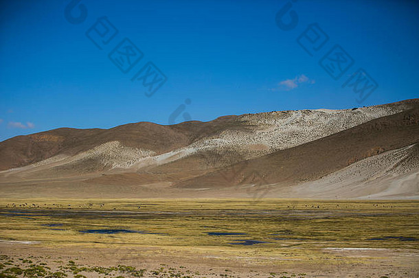 玻利维亚的干旱景观