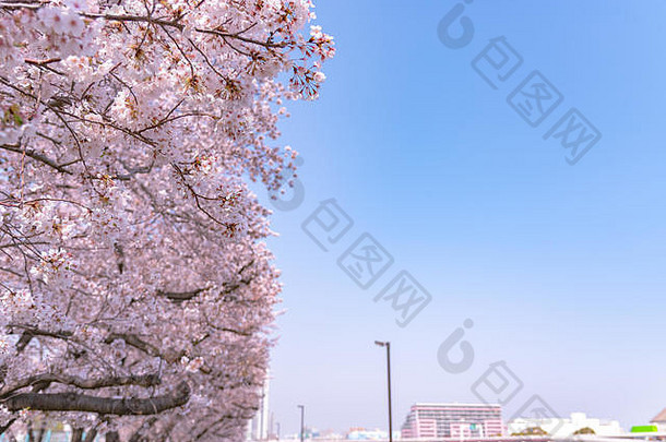 东京的樱花将在<strong>三月</strong>底左右开始开花，许多来日本的游客选择在樱花盛开的<strong>季</strong>节旅行。