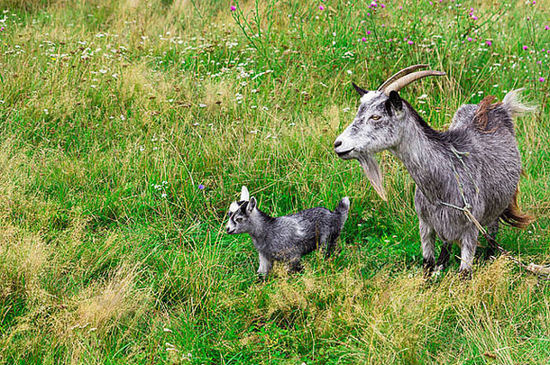 农场里可爱的灰山羊和山羊妈妈在一起
