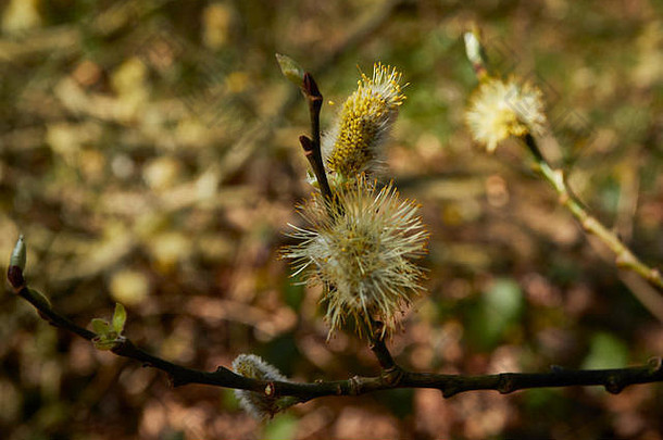 春天的柳絮自然特写在春天的林地，萨里，英格兰，英国，欧洲