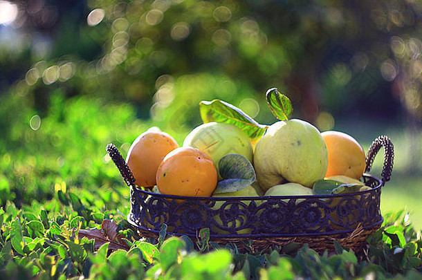 花园中带叶的篮子中的天然水果
