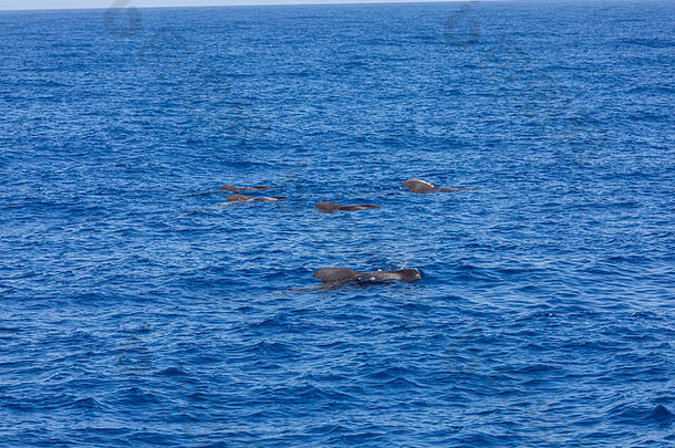 大西洋特内里费加那利群岛的领航<strong>鲸</strong>群