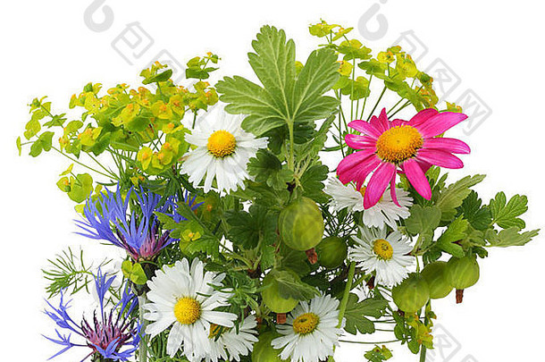六月花束明信片与各种植物，隔离在白色。