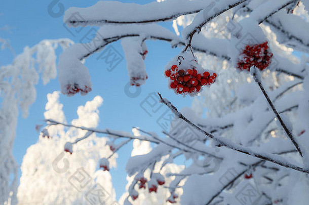 阳光明媚的一天森林乌拉尔山冬天森林俄罗斯自然松树雪